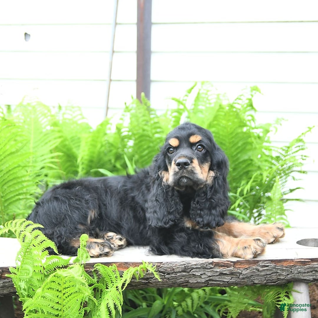 Cocker Spaniel dogs for sale: Banjo - Image 26