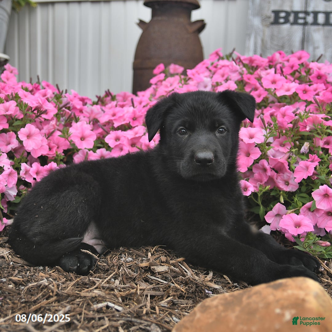 German Shepherd dogs for sale: German Shepherd 5 puppies - Image 3
