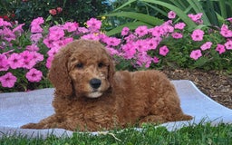 Goldendoodle dogs for sale: Roper - Image 5