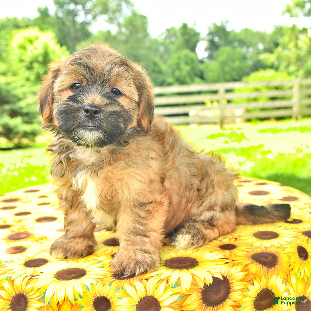 Shorkie dogs for sale: Edwin - Image 1