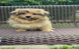 Yorkshire Terrier dogs for sale: Berry - Image 8