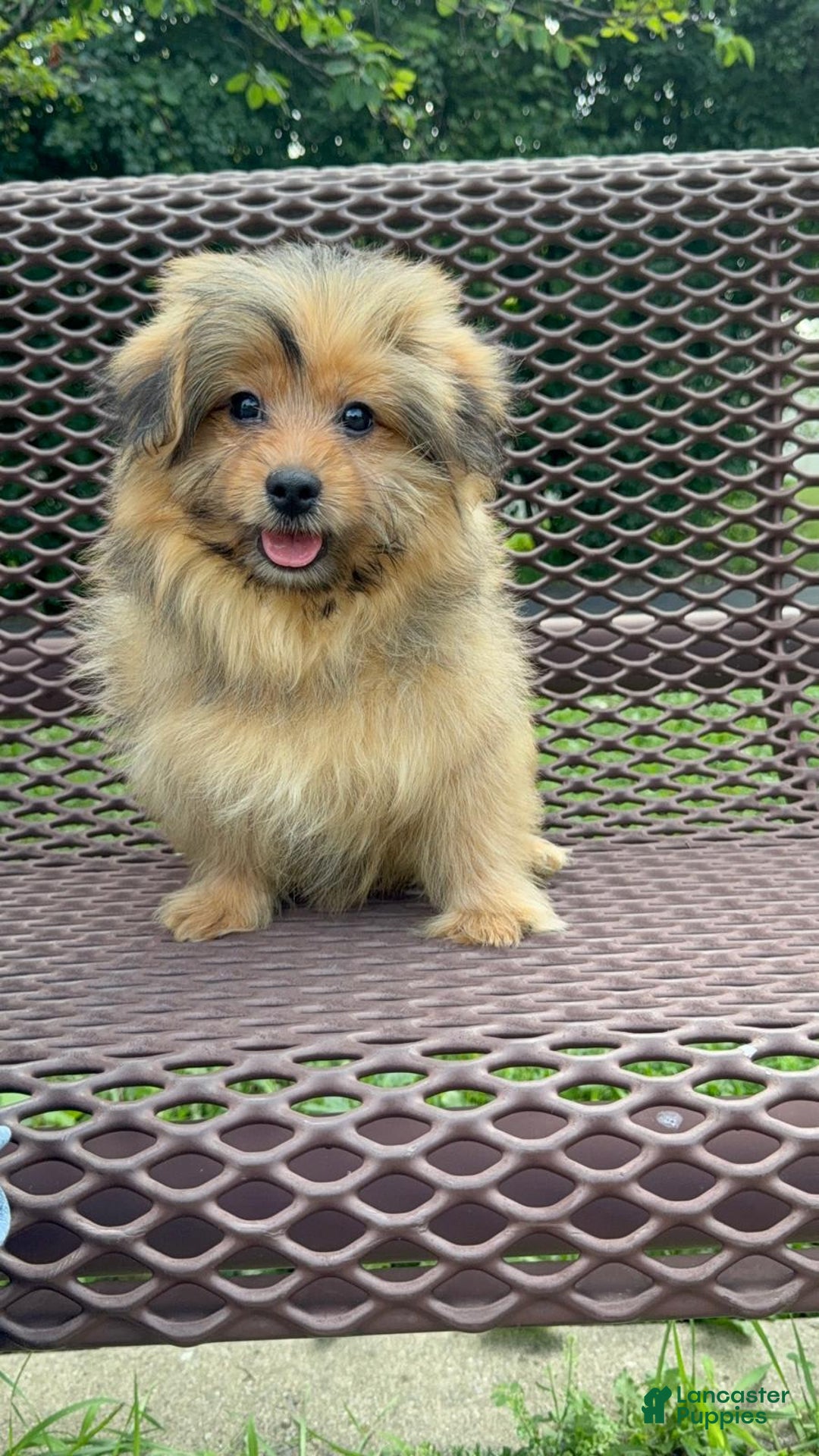 Yorkshire Terrier dogs for sale: Berry - Image 8