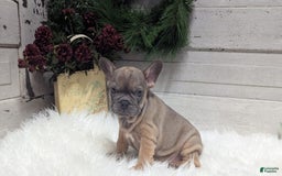 French Bulldog dogs for sale: French Bulldog 2 puppies - Image 12