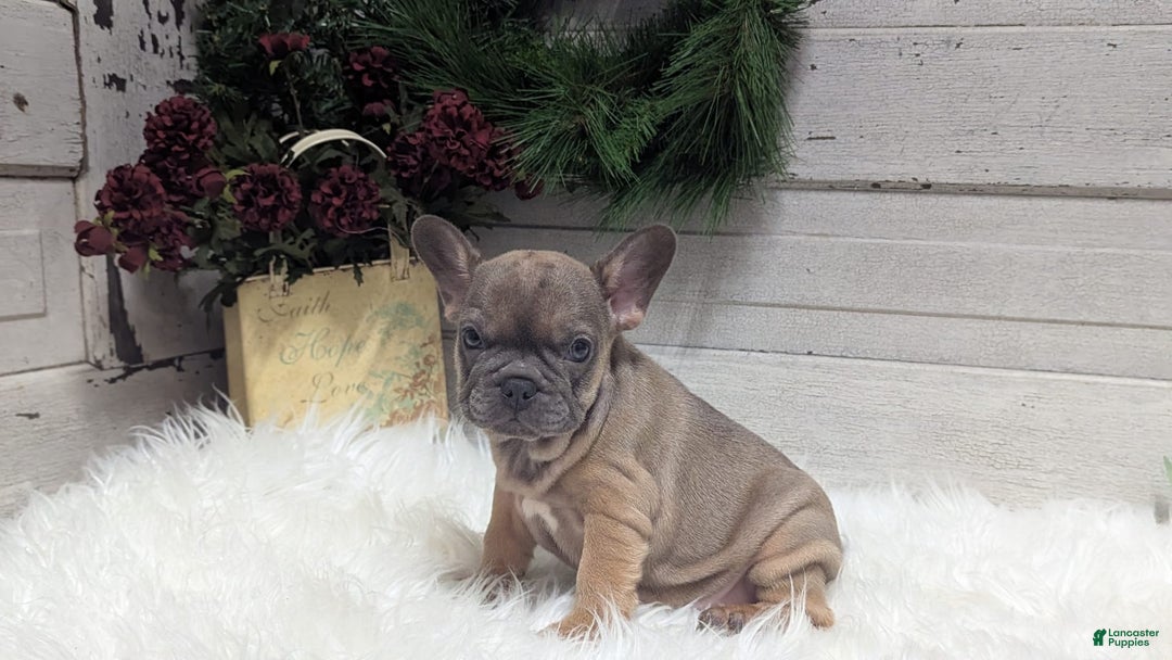 French Bulldog dogs for sale: French Bulldog 2 puppies - Image 12