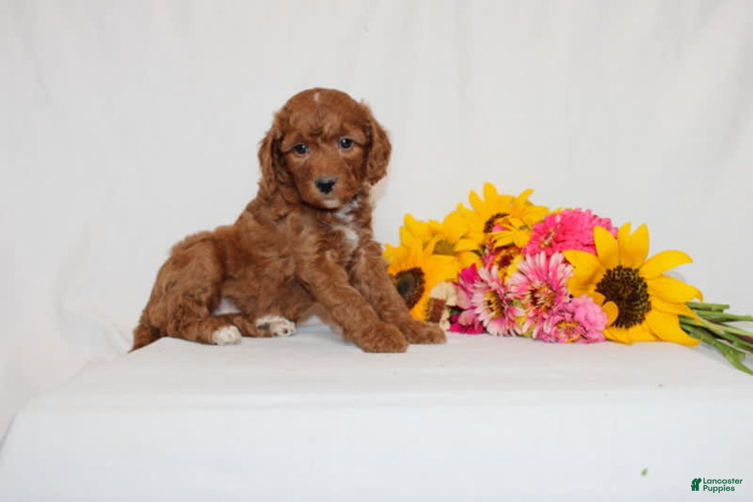 Mini Goldendoodle dogs for sale: Holly - Image 2