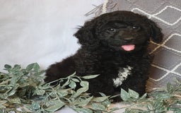 Cockapoo dogs for sale: Winston - Image 2