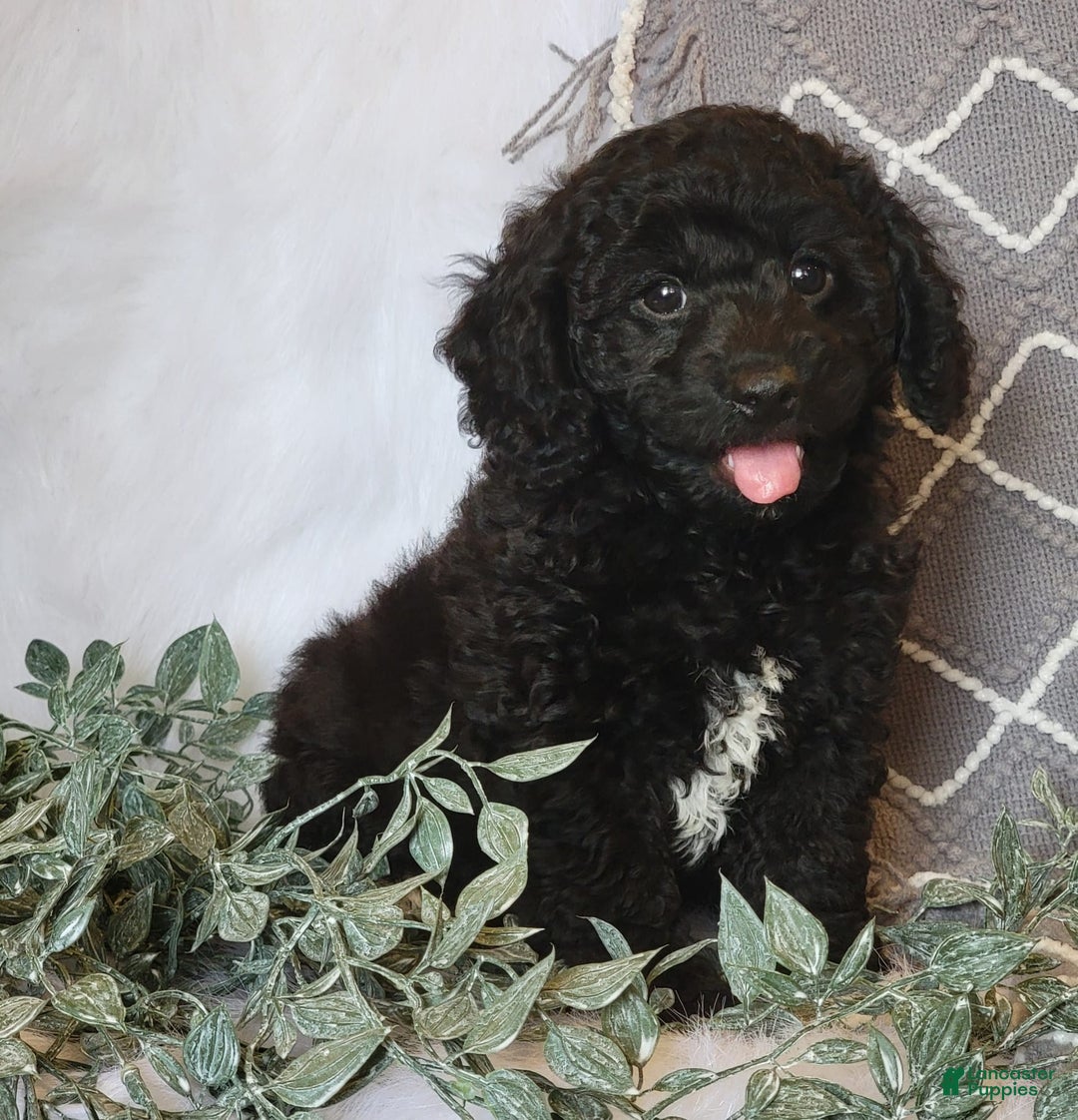 Cockapoo dogs for sale: Winston - Image 2