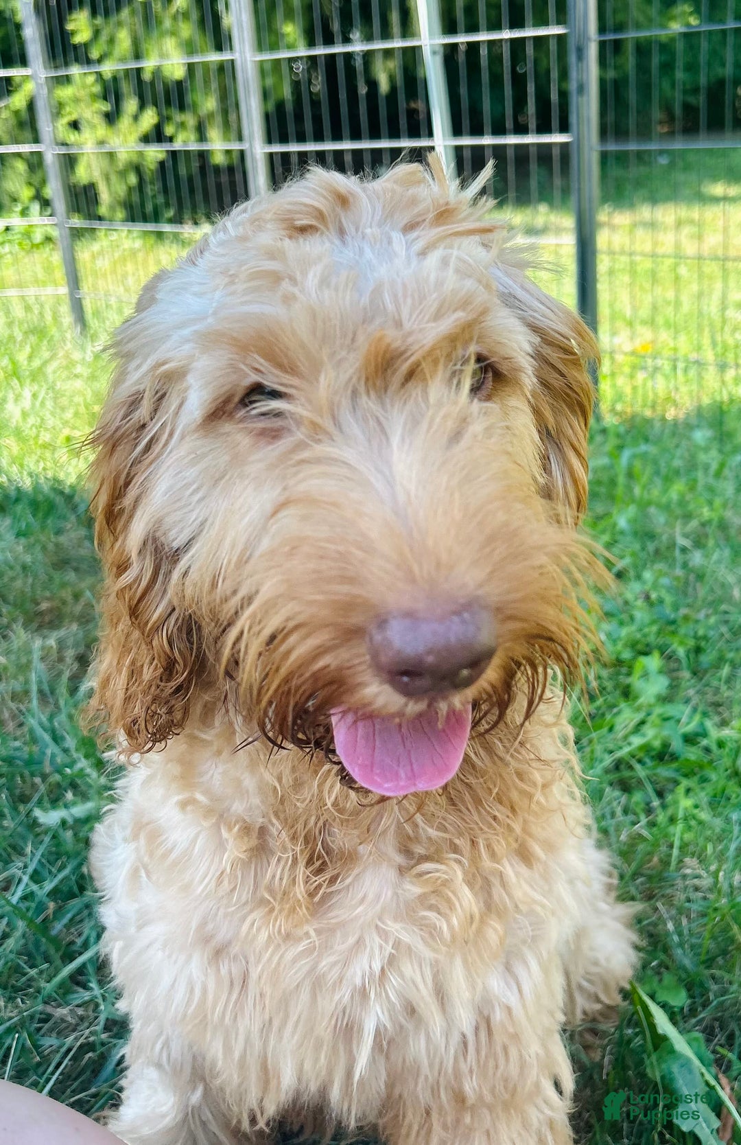 Goldendoodle dogs for sale: Wyatt - Image 3