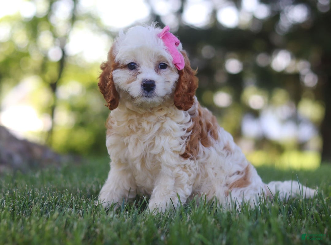 Cavapoo dogs for sale: Lola - Image 7