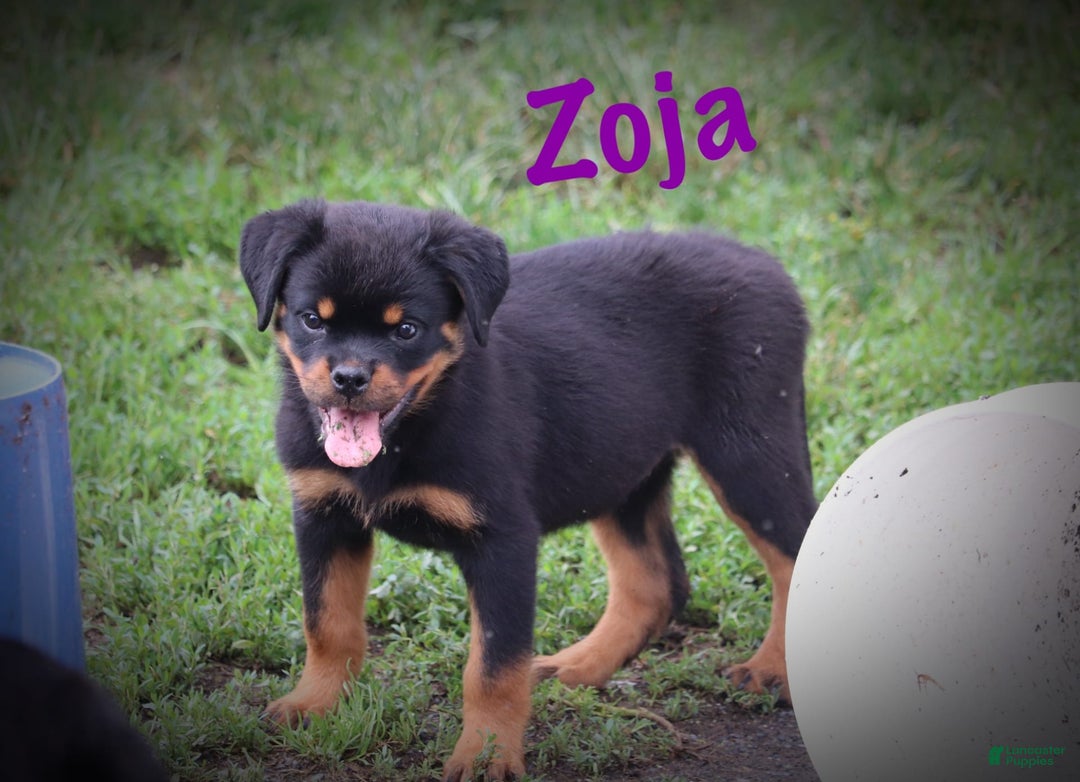 Rottweiler dogs for sale: Zoja - Image 4