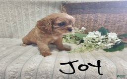 Cavalier King Charles Spaniel dogs for sale: Joy - Image 1
