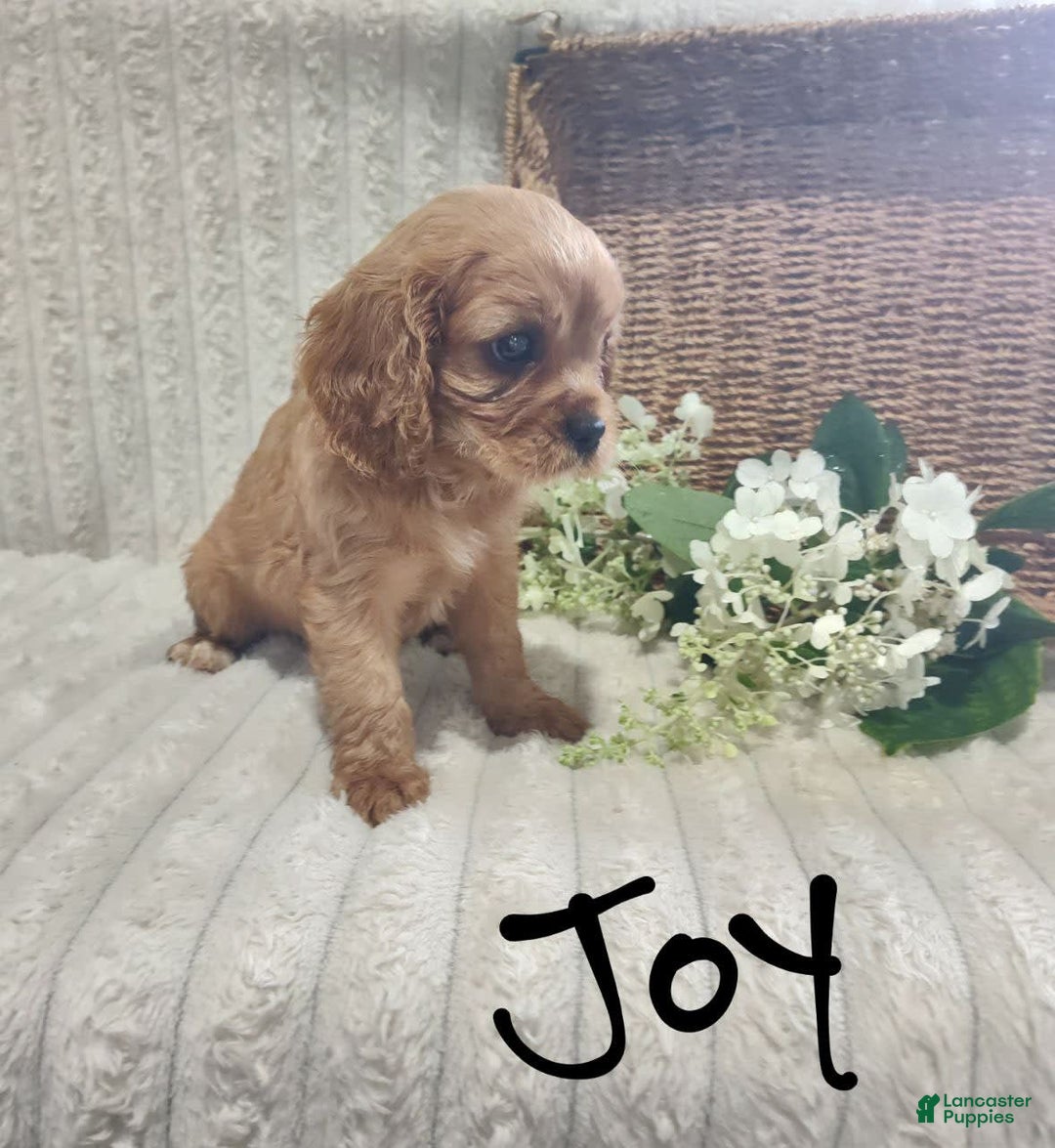 Cavalier King Charles Spaniel dogs for sale: Joy - Image 1