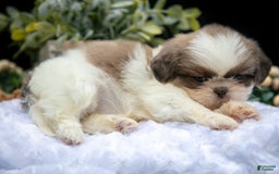 Shih Tzu dogs for sale: Heather - Image 3