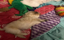 Shih Tzu dogs for sale: Lucy - Image 2