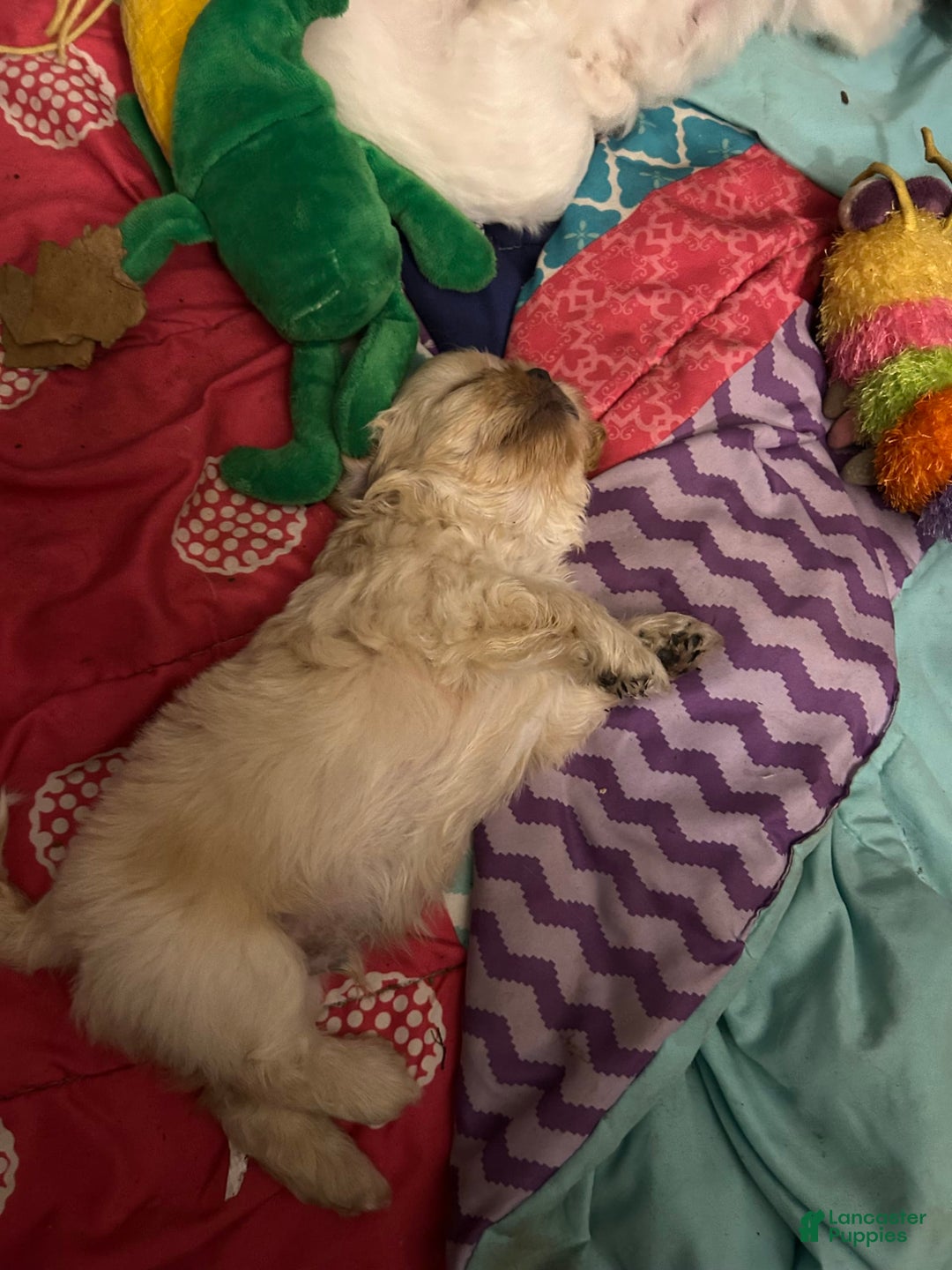 Shih Tzu dogs for sale: Lucy - Image 2