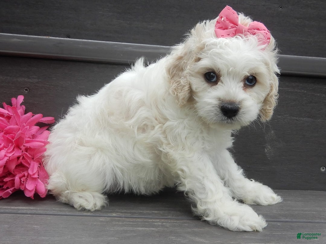 Cockapoo dogs for sale: Scarlet - Image 11