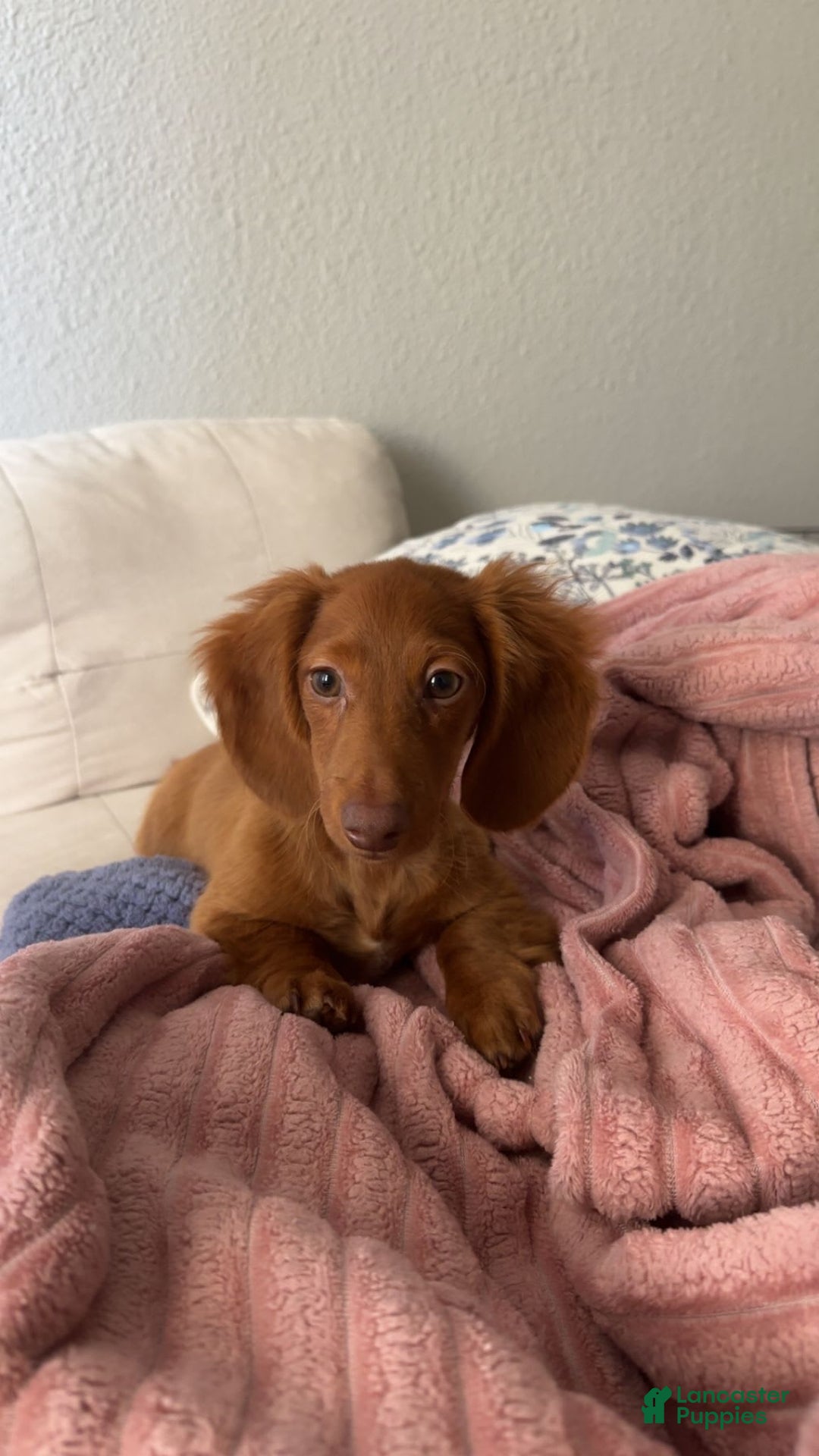 Dachshund dogs for sale: Snoopy - Image 3