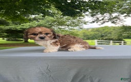 Cavapoo dogs for sale: Diego - Image 8
