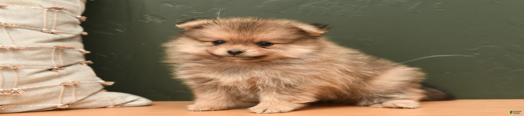 Teddy