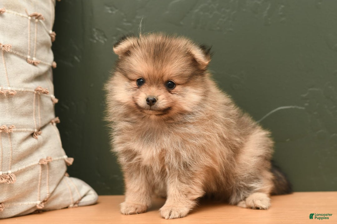 Pomeranian dogs for sale: Teddy - Image 1