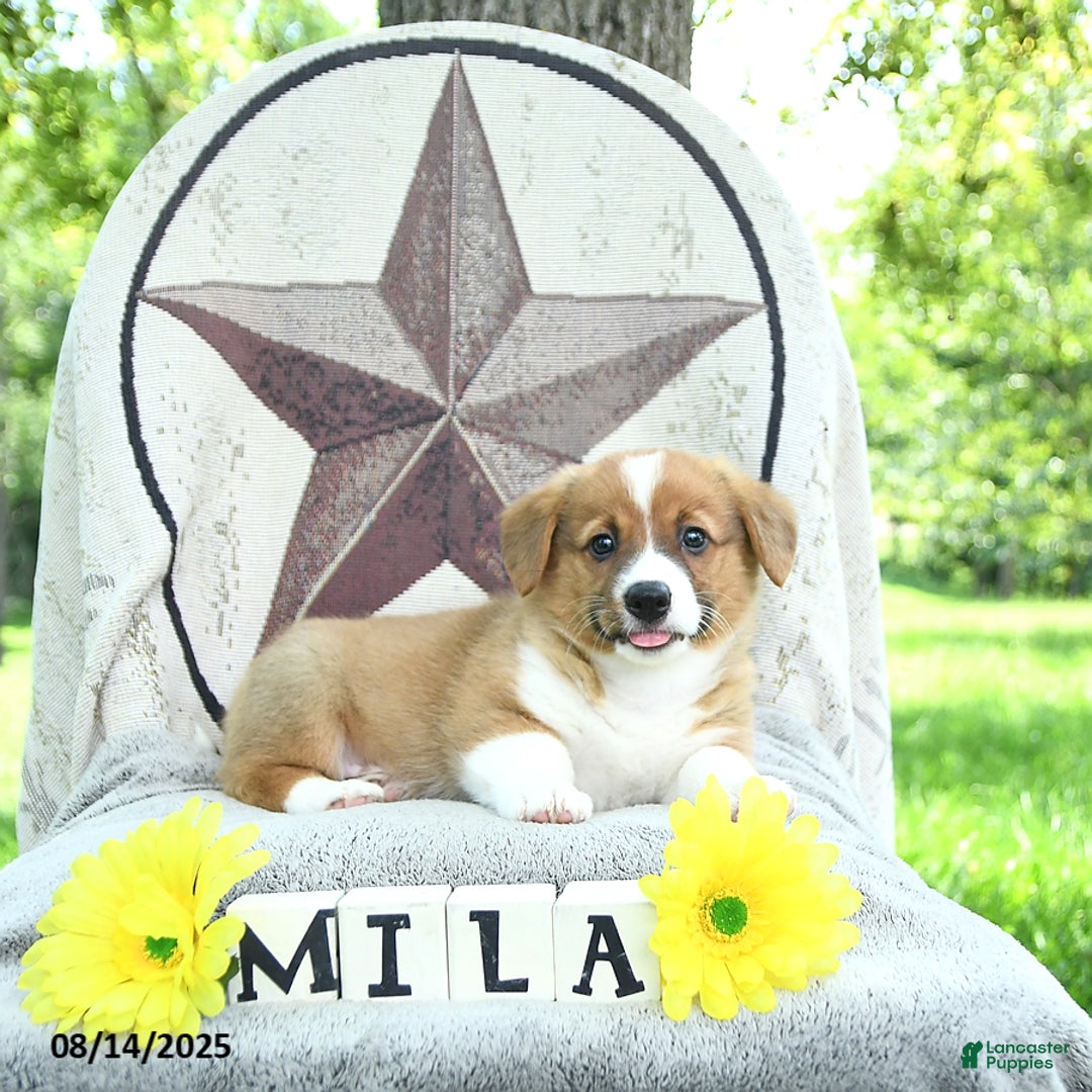 Welsh Corgi Pembroke dogs for sale: Milo - Image 1