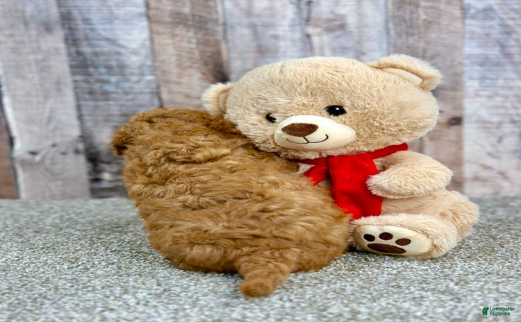Mini Goldendoodle dogs for sale - Ad 3