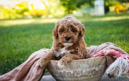Miniature Poodle dogs for sale: Jagger - Image 4