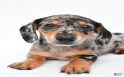 Miniature Dachshund dogs for sale: Jill - Image 4