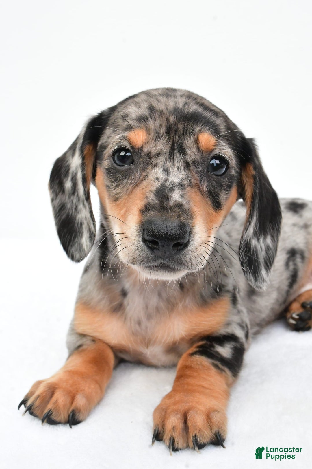 Miniature Dachshund dogs for sale: Jill - Image 4
