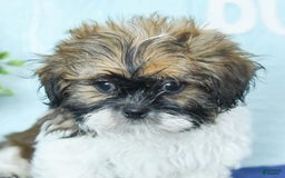 Shih Tzu dogs for sale: Kaden Drew - Image 3