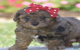 Yorkiepoo dogs for sale: Petunia - Image 5