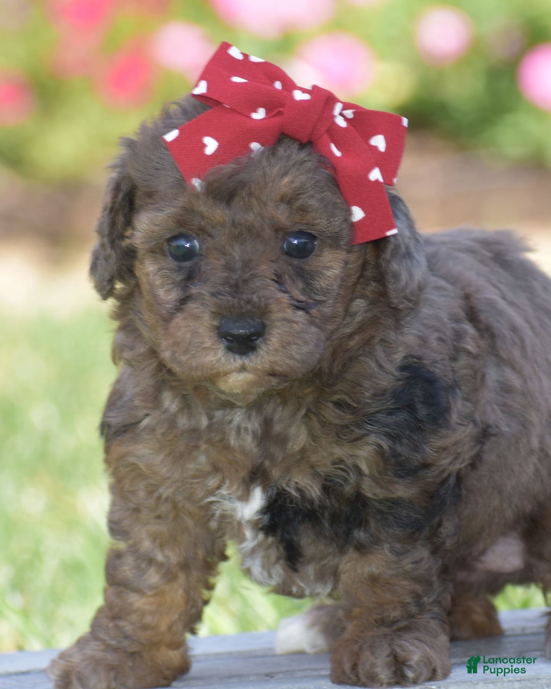 Yorkiepoo dogs for sale: Petunia - Image 5