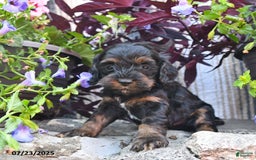 Cockapoo dogs for sale: Caramel Kiss - Image 3