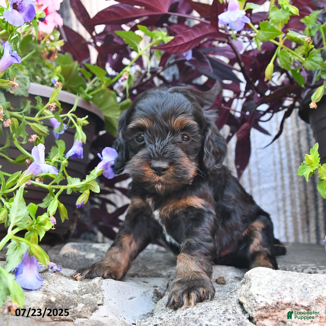 Cockapoo dogs for sale: Caramel Kiss - Image 3