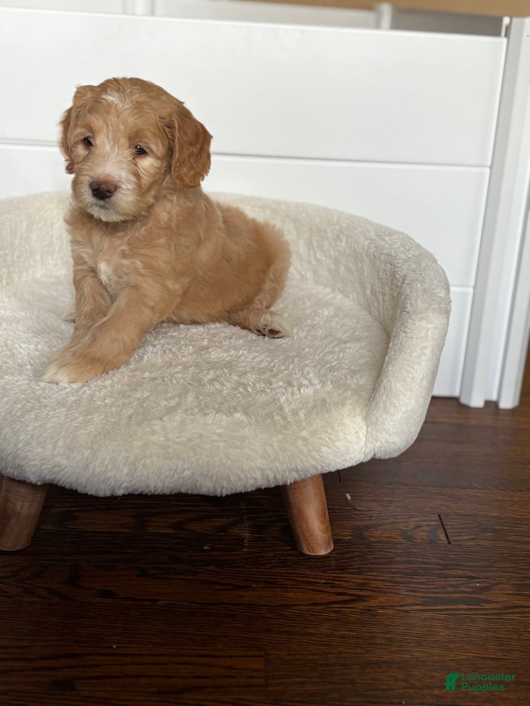 Goldendoodle dogs for sale: Mia - Image 3