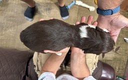 English Springer Spaniel dogs for sale: Male 2 - Image 6