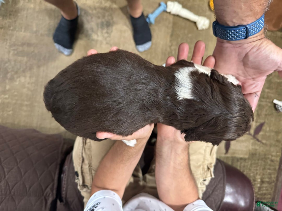 English Springer Spaniel dogs for sale: Male 2 - Image 6