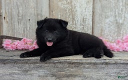 categoriesInfo:categoryAttributeOptions.pets.dogs.breed.belgianGroenendael dogs for sale: Ivy - Image 4