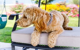 Goldendoodle dogs for sale: Charlotte - Image 5