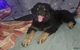 Tibetan Mastiff dogs for sale: Tortellini - Image 4