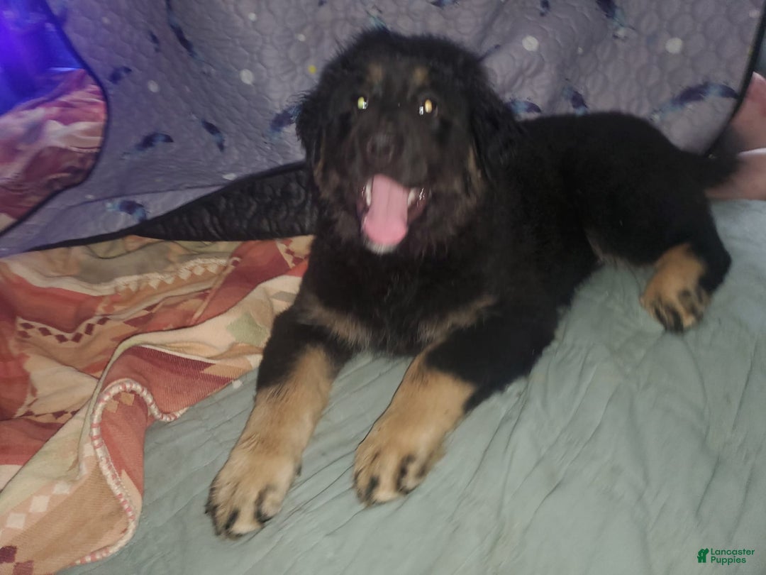 Tibetan Mastiff dogs for sale: Tortellini - Image 4