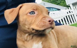 American Staffordshire Terrier dogs for sale: Fiyero - Image 3