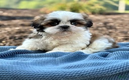 Shih Tzu dogs for sale: Atlas - Image 3