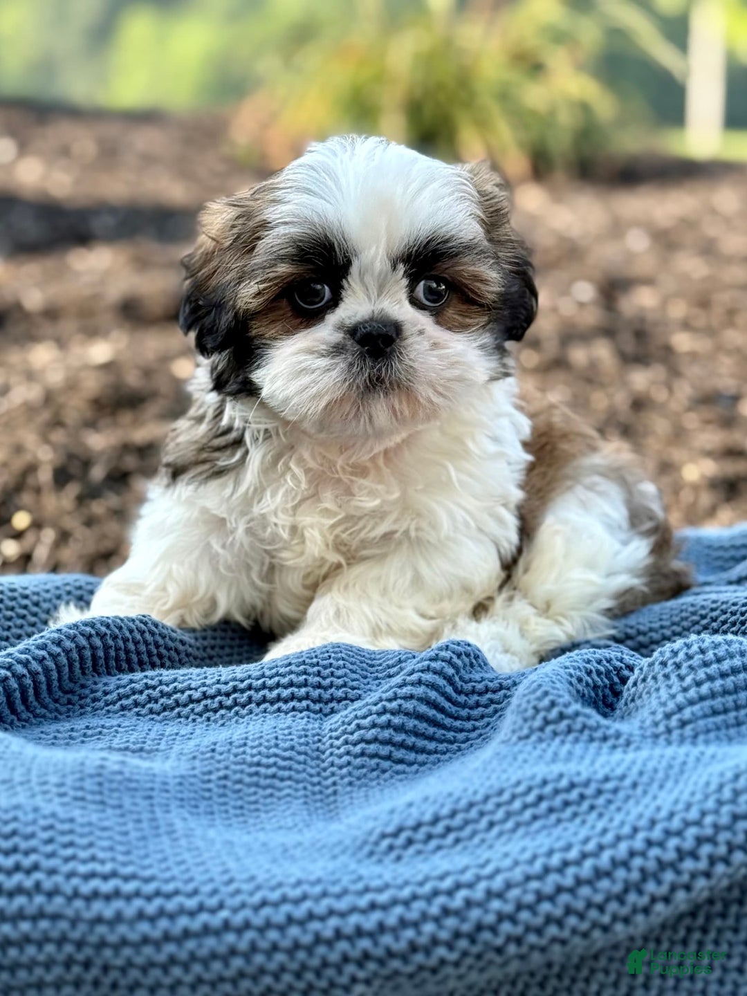Shih Tzu dogs for sale: Atlas - Image 3