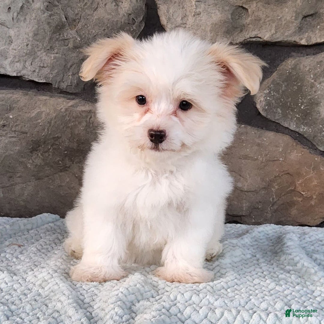 Havanese dogs for sale: Daisy - Image 12