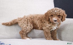Miniature Poodle dogs for sale: Knox - Image 4