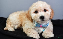Bichpoo dogs for sale: Sammy - Image 2