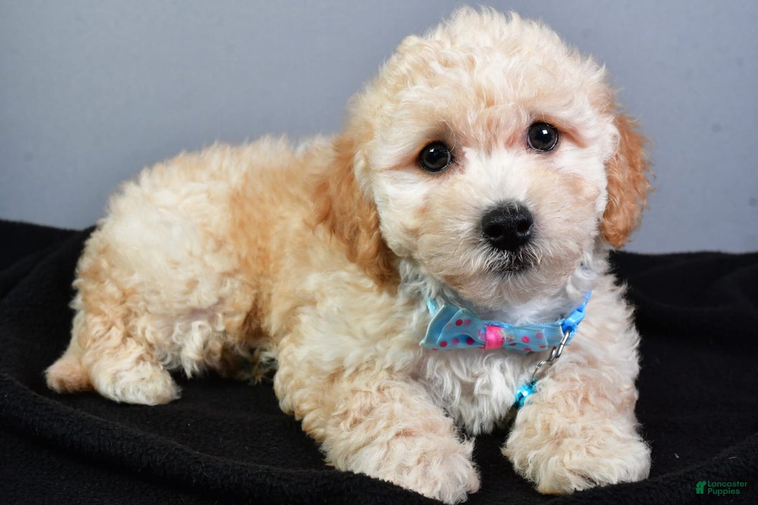 Bichpoo dogs for sale: Sammy - Image 2
