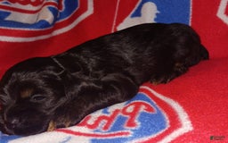 Cocker Spaniel dogs for sale: Cocker Puppy - Image 8