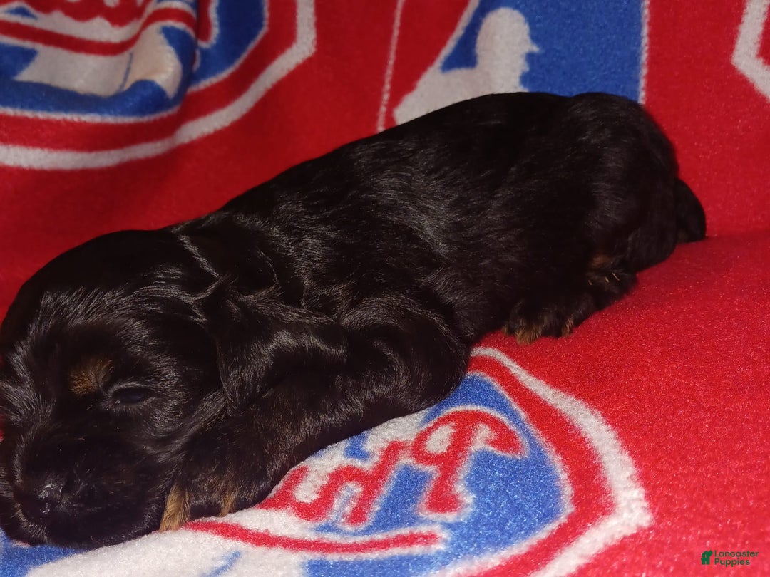 Cocker Spaniel dogs for sale: Cocker Puppy - Image 8
